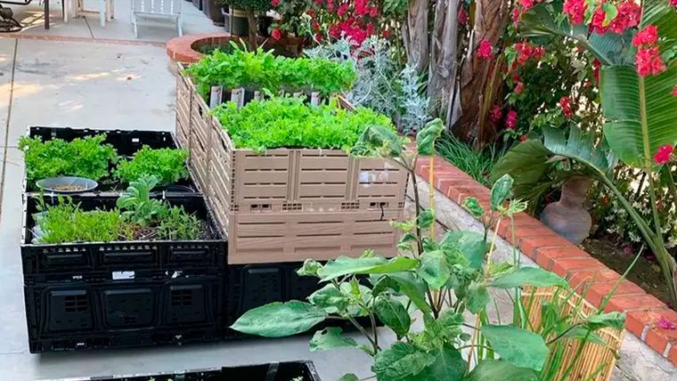 Las huertas decorativas mezclan verduras, flores y hierbas aromáticas en jardines modernos y sustentables. Las huertas decorativas mezclan verduras, flores y hierbas aromáticas en jardines modernos y sustentables.