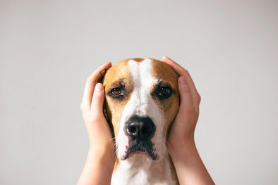 MDZol | Cómo tu ansiedad afecta a tu perro, conocé los detalles en la nota Foto: Freepik