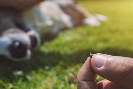 Este método casero no solo elimina a las garrapatas, sino que también no pone el peligro la salud de las mascotas Foto: Shutterstock