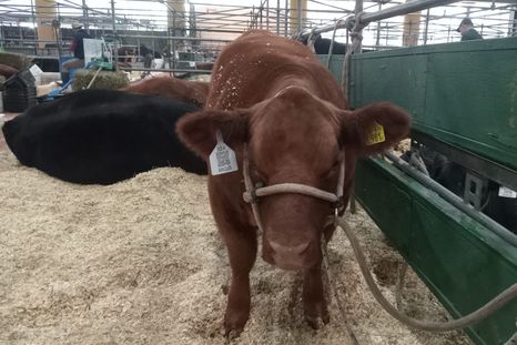 el gobierno anuncio que, tras alcanzar la suma en granos, continuaran las retenciones cero para la carne el gobierno anuncio que, tras alcanzar la suma en granos, continuaran las retenciones cero para la carne