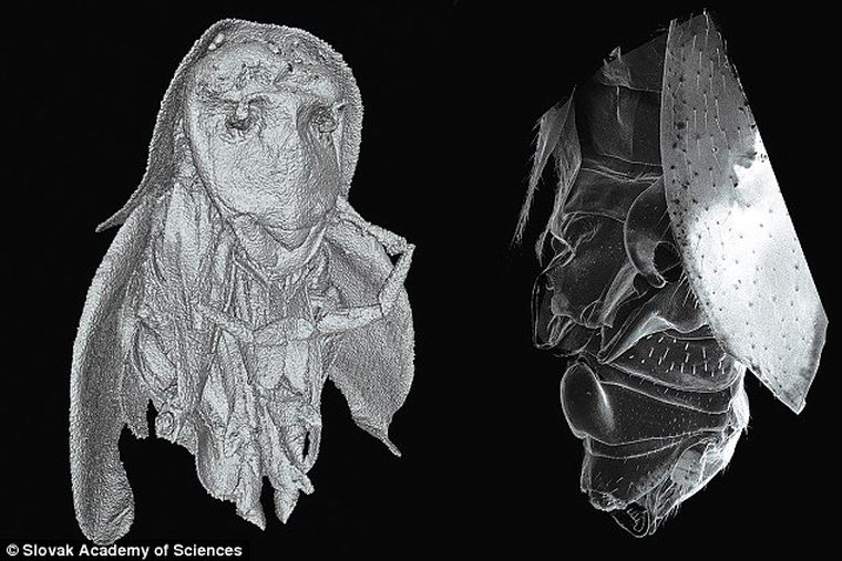 Foto: dailymail.co.uk