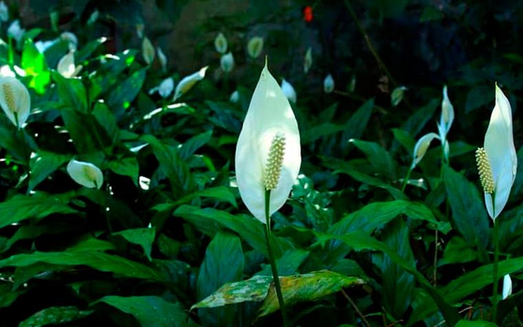 JARDÍN LAS PLANTAS PUEDEN VERSE INFLUENCIADAS POR LA LUZ DE LA LUNA Foto: ARCHIVO