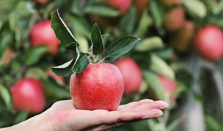 Las manzanas son de las frutas que mejor balancean una dieta equilibrada. Foto: Pixabay - pixabay.com