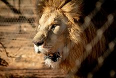 En 2023, se registraron 250 fallecimientos de personas por ataques de leones. Foto: Pexels En 2023, se registraron 250 fallecimientos de personas por ataques de leones. Foto: Pexels