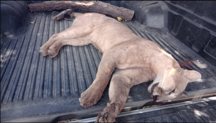 A pesar de las pruebas, la Justicia desestimó el caso Foto: Ceydas