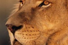 un protector de leones muere bajo sus garras ante su propia esposa