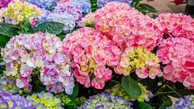 Las hortensias son de las plantas más elegidas por todos. Las hortensias son de las plantas más elegidas por todos.
