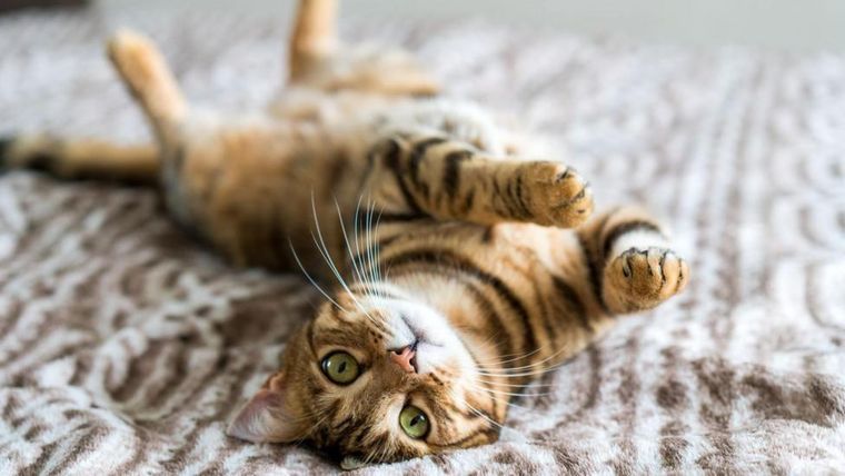 Gatos
