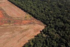 La cantidad de bosques prometidos fueron distribuidos en función al déficit existente en cada uno de los seis biomas que tiene el país Foto: NA: REUTERS/Amanda Perobelli/Foto de archivo