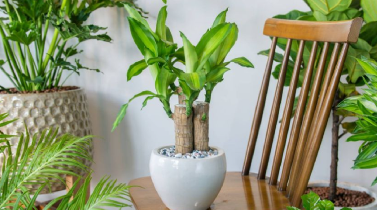 Una planta decorativa y de fácil cuidado. Fuente: Shutterstock.