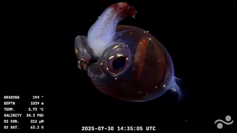 Calamar de cristal (Cranchiidae). Calamar de cristal (Cranchiidae).