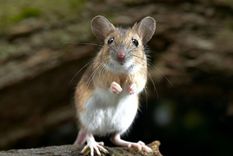 Las ratas son vectores de muchas enfermedades graves. Foto: Eusem