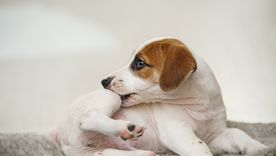 LAS PULGAS SON UNA DE LAS PESADILLAS DE LOS PERROS. Foto: Shutterstock LAS PULGAS SON UNA DE LAS PESADILLAS DE LOS PERROS. Foto: Shutterstock