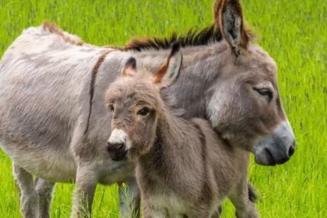 Chubut prueba con carne de burro. Chubut prueba con carne de burro.