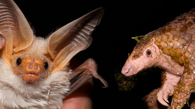 Murciélagos y pangolines, en la mira. Foto: Unam.