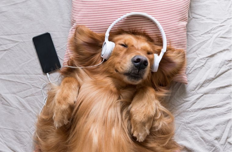 En esta nota te contamos la verdadera razón por la que los perros se acuestan panza arriba Foto: Shutterstock