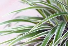 Spider plant (planta de araña). Foto: thesill.com/