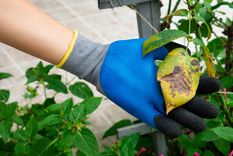 JARDÍN EL oidio, roya, mildiu, negrilla y botritis SON ALGUNOS DE LOS HONGOS MÁS COMUNES EN LAS PLANTAS Foto: SHUTTERSTOCK