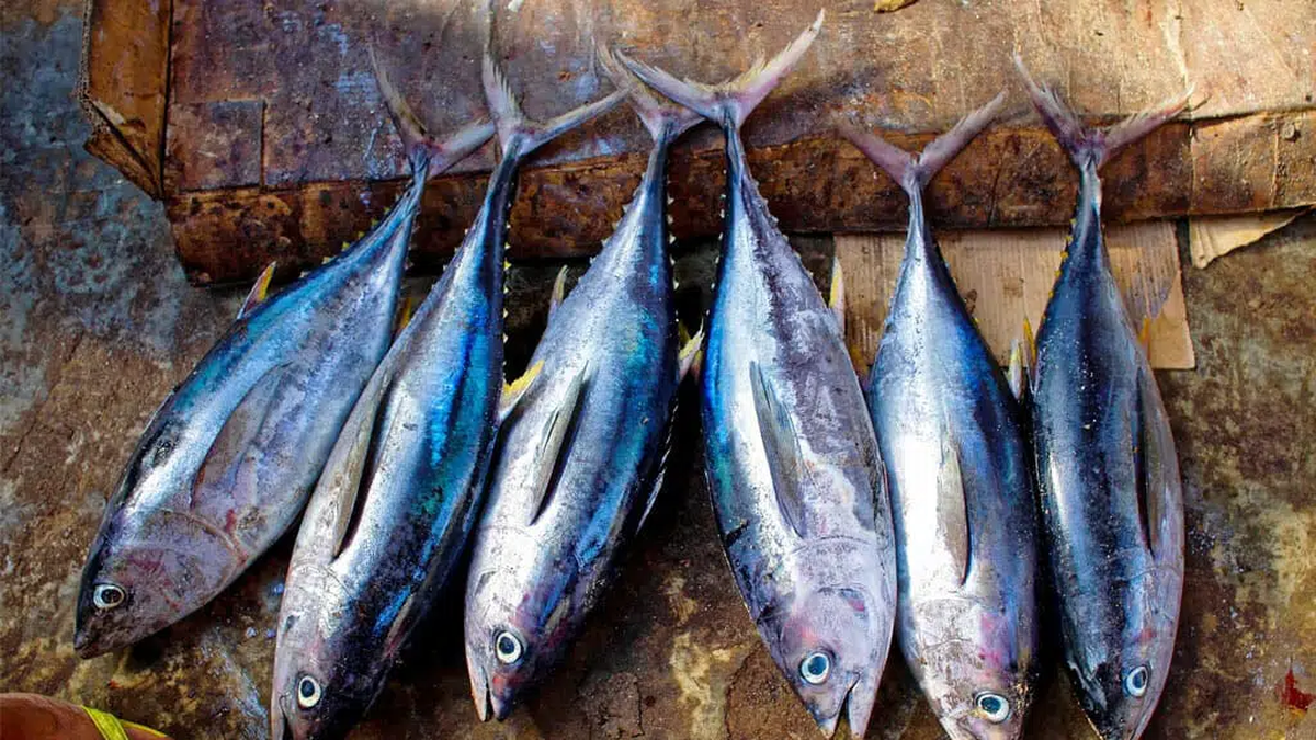 Día Mundial del Atún: conocé su importancia y beneficios y prepará esta receta genial
