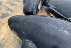 Las ballenas quedaron varadas en una playa en el oeste de Australia. Foto ilustrativa Foto: EFE