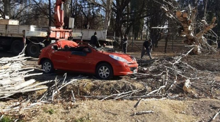 Zonda En San Rafael las ráfagas derribaron un  árbol que cayó sobre un auto. Foto: gentileza