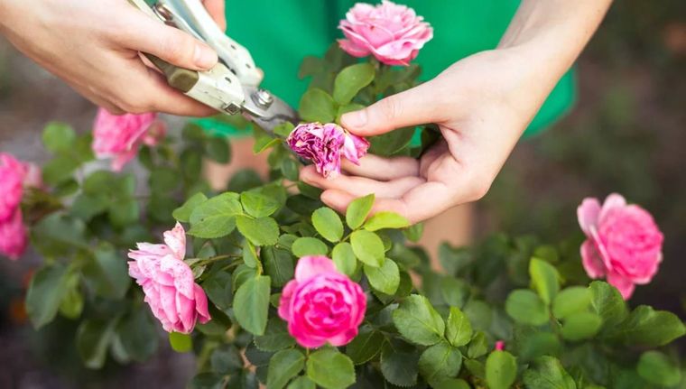 Además del abono, una poda en esta época ayudará a la floración. Foto: Shutterstock