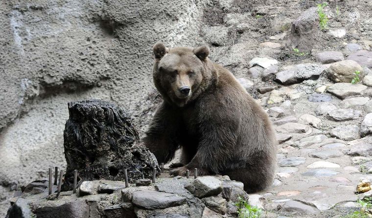 En un procedimiento inédito, la totalidad de osos pardos del ex-zoológico mendocinos fueron trasladados al espacio “The Wild Animal Sanctuary”, ubicado en Keenesburg, Colorado En un procedimiento inédito, la totalidad de osos pardos del ex-zoológico mendocinos fueron trasladados al espacio “The Wild Animal Sanctuary”, ubicado en Keenesburg, Colorado