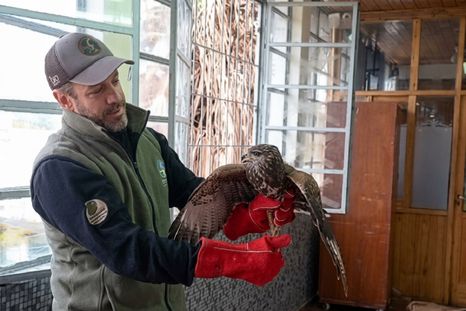 El ave apareció dentro de un colegio de Ciudad y no podía salir. Intervino Fauna y fue liberada en buen estado tras un operativo controlado. El ave apareció dentro de un colegio de Ciudad y no podía salir. Intervino Fauna y fue liberada en buen estado tras un operativo controlado.