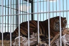 Los tigres de bengala llevan 14 años hacinados en un vagón-jaula en San Luis Los tigres de bengala llevan 14 años hacinados en un vagón-jaula en San Luis