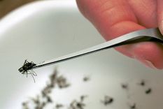 Un investigador sostiene un mosquito Aedes japonicus, una de las especies que propaga el virus del Nilo Occidental.