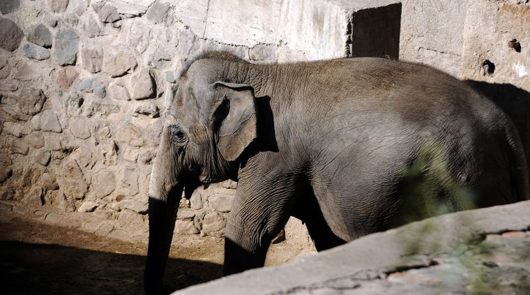 Pocha y Guillermina serán trasladadas a Brasil en los próximos días. Foto: ALF PONCE MERCADO / MDZ