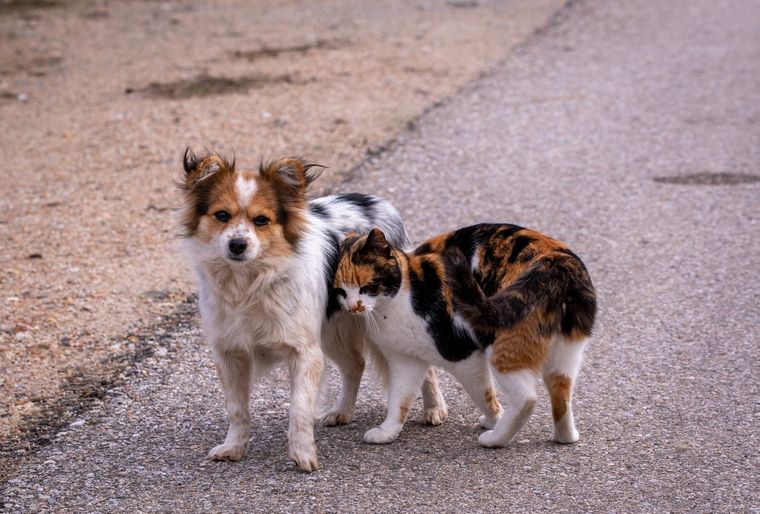 El Concejo Municipal de Rosario comenzará a discutir una iniciativa para fomentar beneficios a quienes adopten perros y gatos que están bajo la tutela del Municipio. Foto: Shutterstock
