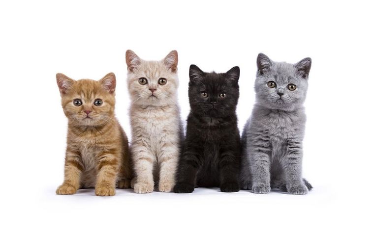 Test de personalidad Foto: Affinity-petcare