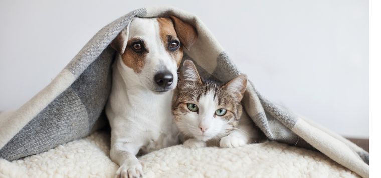 Ambas especies necesitan diferentes nutrientes para crecer sanos Foto: Shutterstock