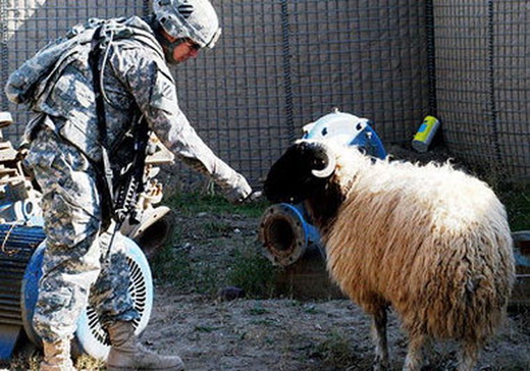 Soldado estadounidense dando de comer a una oveja.