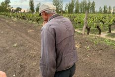 El granizo afectó a parte de la producción del Sur.