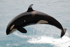 La orca Gladis se convirtió en una amenaza para los marineros en el estrecho de Gibraltar Foto: De Mlewan - Trabajo propio, Dominio público, https://commons.wikimedia.org/w/index.php?curid=2059545