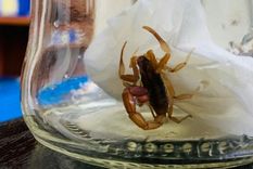 El bebé fue picado por un alacrán, pero no recibió la asistencia médica necesaria y falleció