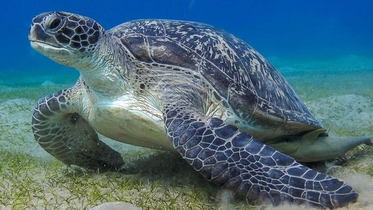 Si los humanos hubiéramos escuchado antes a las tortugas, podríamos haber sabido que envían mensajes. Foto: GETTY IMAGES