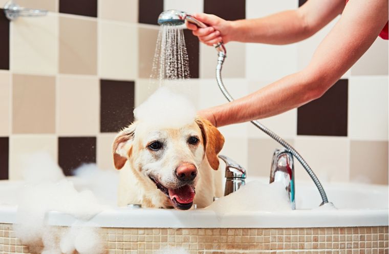 Mascotas Consejos para bañar a tus perros Foto: Shutterstock