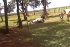 Carnero venció a vaca con un potente cabezazo