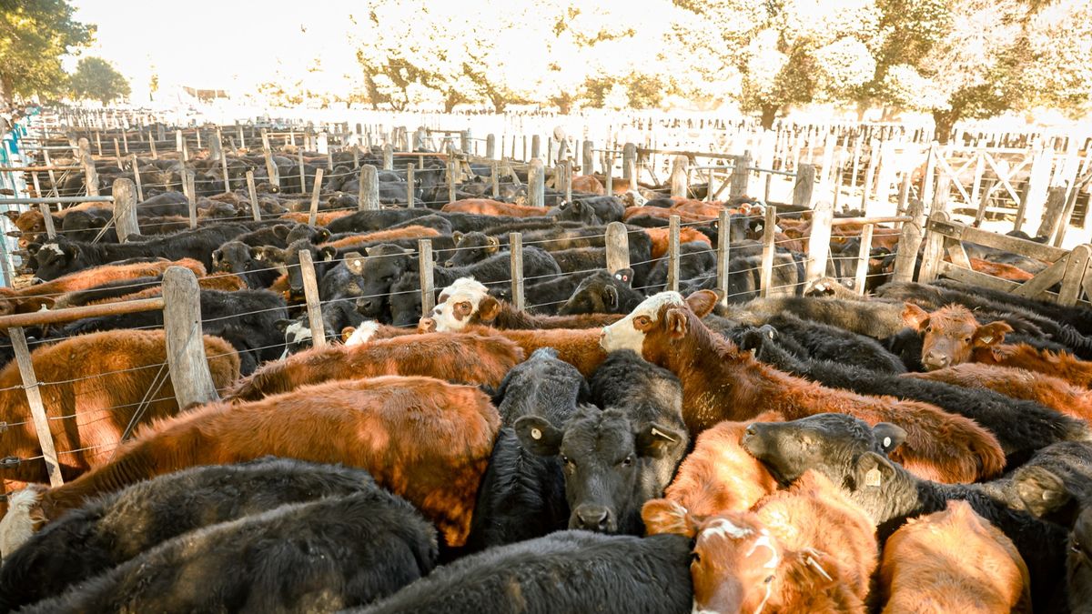 El Gobierno reduce impuestos a la ganadería en la valuación de hacienda de engorde