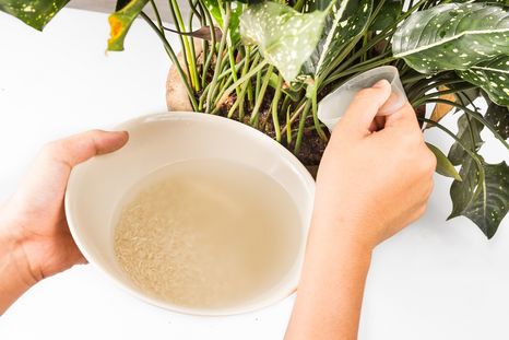 Este abono casero se prepara a base de agua a de arroz para revivir las hojas amarillas.