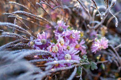 La planta que florece durante el invierno. La planta que florece durante el invierno.