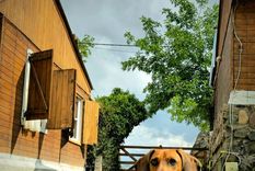 Los perros de menor tamaño suelen vivir varios años más que los más grandes. Foto: Rodrigo Carrizo