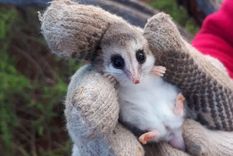 El tierno animal que vive en Mendoza y es investigado por el Conicet.