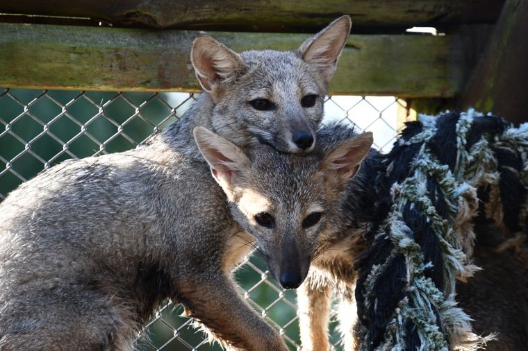 Los zorros fueron rescatados en Pilar por una pareja Foto: Fundación Mundo Marino