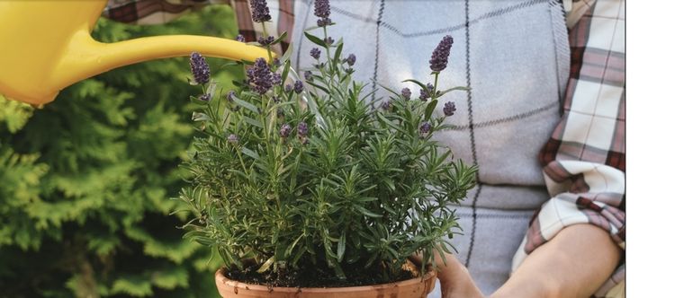 Ideal para los principiantes en jardinería, con pocos cuidados y atención, la lavanda nos regalará su aroma y belleza por muchos años. 