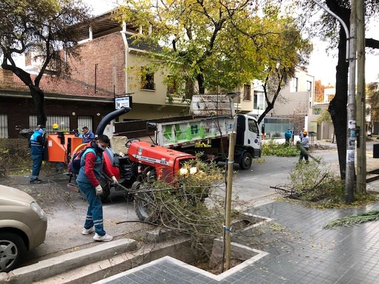 Poda en la Ciudad.