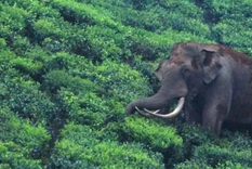 El elefante Padayappa es un héroe local en el estado indio de Kerala. Foto: HADLEE RENJITH